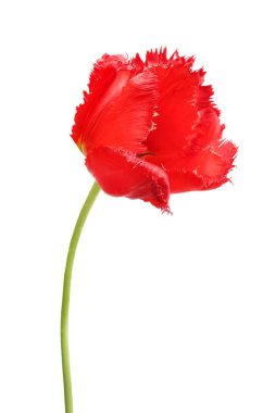 Kırmızı lale beyaz arka planda izole