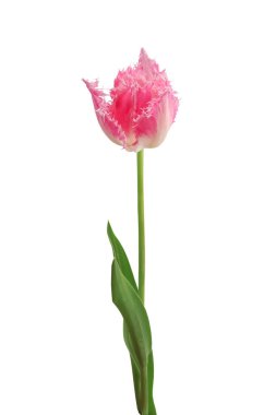 Pembe lale beyaz arka planda izole