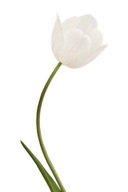 Beyaz arkaplanda beyaz lale izole edildi