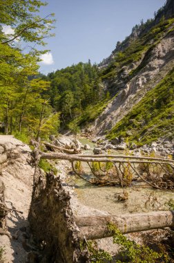 Devrilmiş bir ağaç, temiz bir dağ deresini aşar, doğanın gücünün bir göstergesidir. Sahne vahşi doğanın saf güzelliğini ve sürekli değişim döngüsünü gözler önüne seriyor..