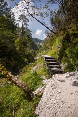 Ahşap adımları olan manzaralı bir patika yemyeşil bir ormanda esiyor. Yürüyüşçüler bu yolu doğal güzellikleri keşfetmek ve ormanın huzurunun tadını çıkarmak için kullanırlar..