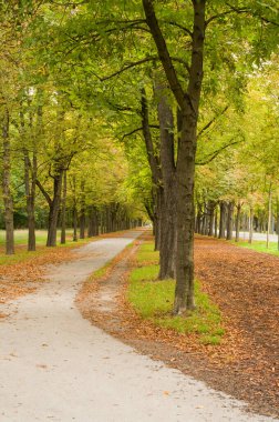 Sonbaharda ağaçlarla kaplı bir patika. Yapraklar renk değiştiriyor ve düşüyor, güzel bir sahne yaratıyor. İnsanlar burada huzur ve doğa için yürümeyi seviyor..