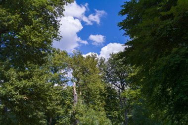Pofuduk beyaz bulutlarla kaplı canlı mavi bir gökyüzü yoğun yeşil ağaçların arasından süzülüyor. Ağaçlar, yemyeşil yapraklarıyla, yukarıdaki güzel gökyüzüne bir göz atmak için doğal bir çerçeve oluştururlar. Bu sahne doğanın basit güzelliğini yakalar.