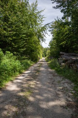 Yürüyüşçünün biri belki manzaraya hayran olmak ya da haritaya bakmak için güneşli bir orman yolunda duraklıyor. Yol ormanın derinliklerine doğru gidiyor, bir yığın kütüğü geçince daha fazla keşif sözü veriyor..