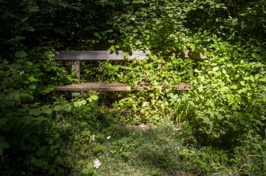 Yıpranmış ahşap bir bank, yemyeşil yapraklarla gizlenmiş, güneşli bir ormanın açıklığında duruyor. Doğa mekanı geri alır, düşünmek için sessiz ve tenha bir yer sunar..