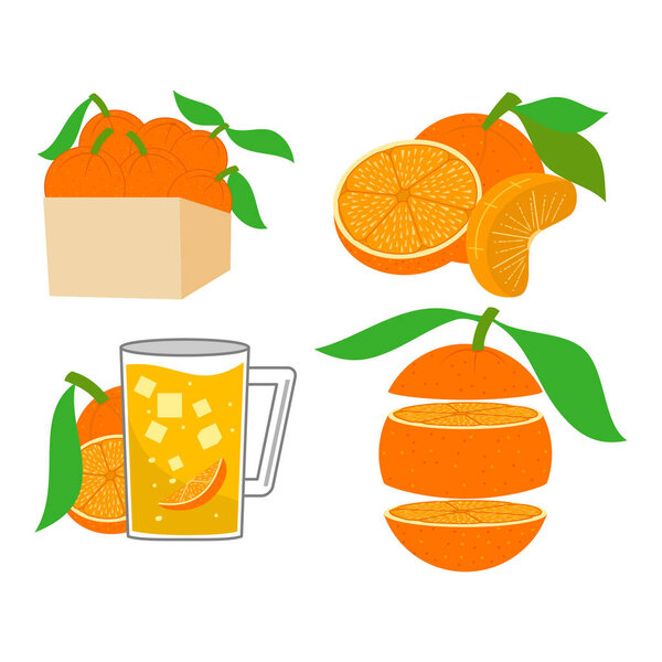 Orange illustration Design Fruit Template Set