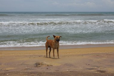 Kumlu okyanus plajında bir köpek durmaktadır. Sri Lanka Sahili