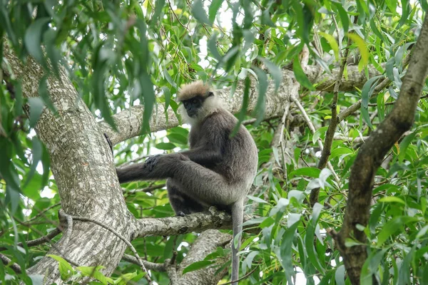 Affe Auf Einem Baum Dschungel Von Sri Lanka — Stockfoto