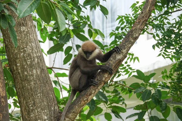 Ein Affe Auf Einem Ast Sri Lanka — Stockfoto