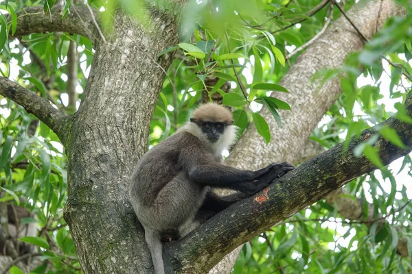 Sri Lanka ormanda bir ağaçta maymun
