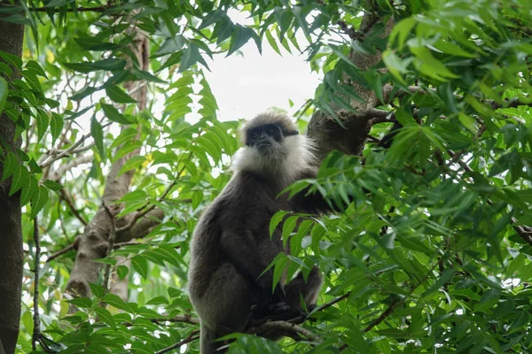 Affe Auf Einem Baum Dschungel Von Sri Lanka — Stockfoto