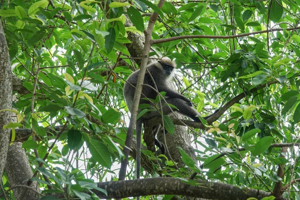 Mono Árbol Selva Sri Lanka — Foto de Stock