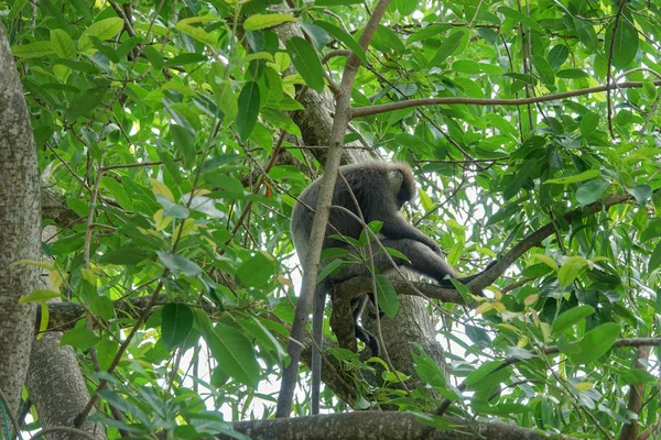 Monkey Tree Jungle Sri Lanka — Stock Photo, Image