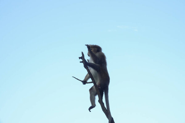 Monkey sitting on a lonely branch staring into the distance on blue sky background
