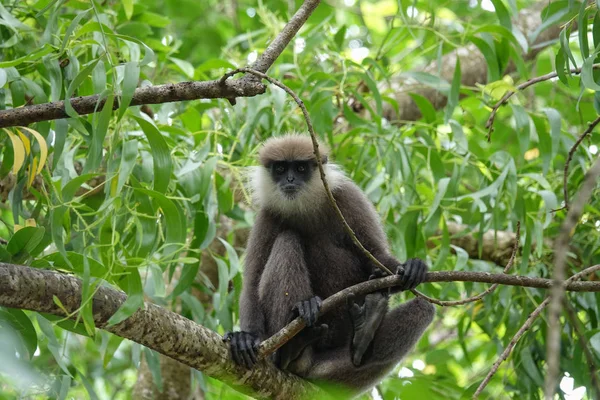 Monkey Tree Jungle Sri Lanka Stock Picture