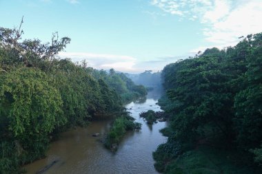 Bir nehir Sri Lanka ormanda bir yeşil tropikal orman ile görünümünü