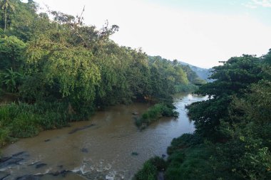 Bir nehir Sri Lanka ormanda bir yeşil tropikal orman ile görünümünü