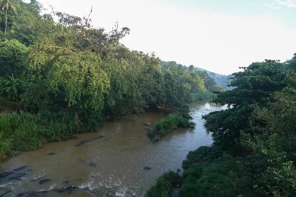 Bir nehir Sri Lanka ormanda bir yeşil tropikal orman ile görünümünü