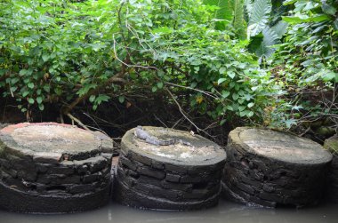 Varan bir yuvarlak tuğla platform üzerinde. Nehir banka. Sri Lanka