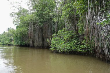 Sri Lanka Nehri boyunca mangrov ormanları