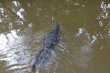 Nehirde yüzen varan. Sri Lanka'nın tropikal orman