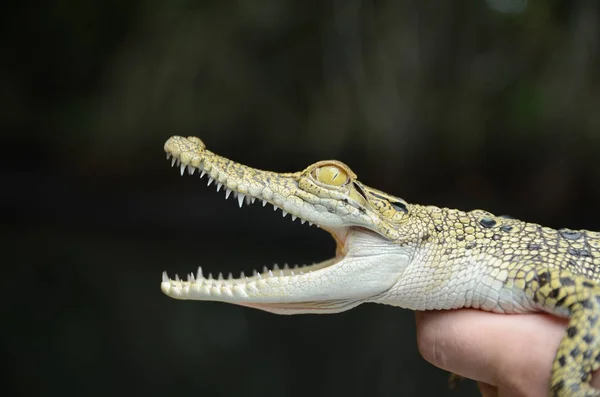 Person Holds Small Crocodile Close Jungle Sri Lanka — Stock Photo, Image