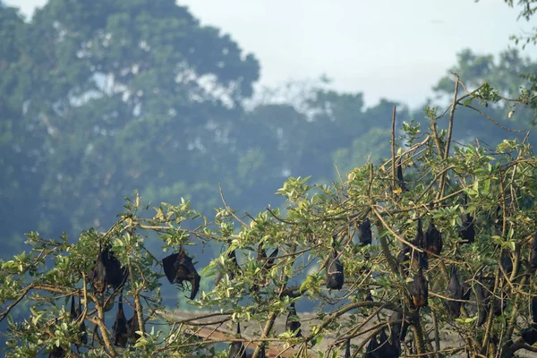 Bats on a tree in the jungle of Sri Lanka
