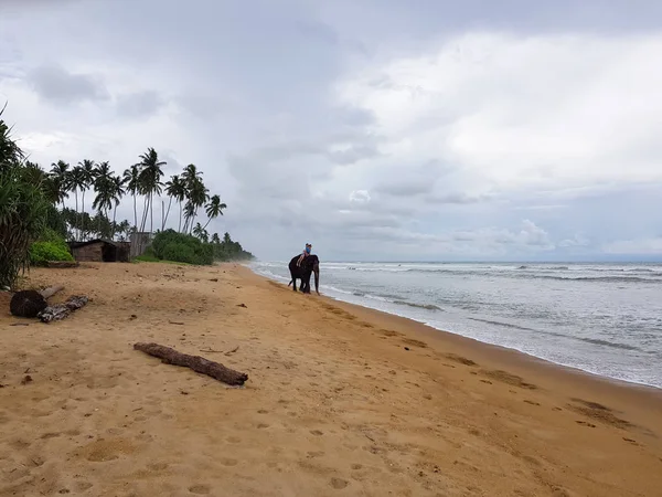 Giovane Coppia Sta Cavalcando Elefante Sullo Sfondo Una Spiaggia Tropicale — Foto Stock