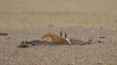 Yengeç kum plajındaki kapatın. Plaj kumlu bir deliğe Yengeç gizler