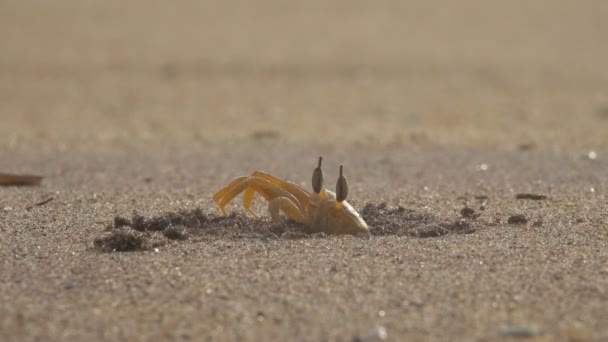 Caranguejo Uma Praia Arenosa Perto Caranguejo Esconde Buraco Areia Praia — Vídeo de Stock