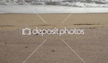 Kumlu bir plaj üzerinde yengeç. Kumlu bir deliğe sahilde yengeçler gizle