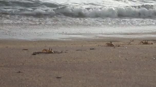 Granchi Una Spiaggia Sabbia Granchi Nascondersi Buco Sabbia Sulla Spiaggia — Video Stock