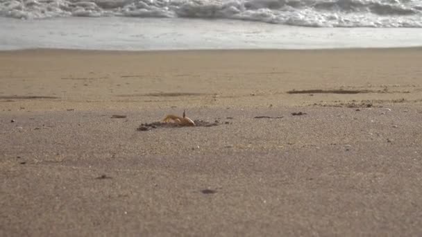 Rákok Homokos Strandtól Rákok Eldug Ban Egy Homokos Lyuk Strandon — Stock videók