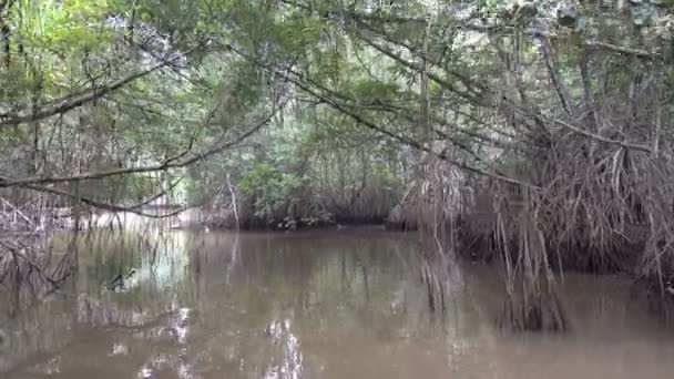 Le bateau se déplace sur une rivière à travers une forêt tropicale de mangroves dans les jungles du Sri Lanka. POV depuis un bateau 
