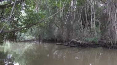 Tekne Sri Lanka ormanlarında tropikal bir mangrov ormanı ile bir nehir üzerinde hareket eder. Pov bir tekneden