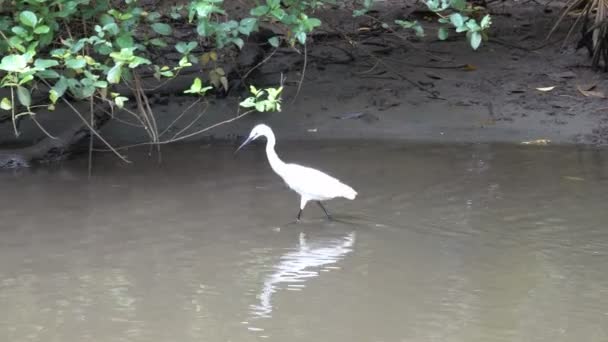 Vit Asiatiska Heron Jakt Efter Mat Floden Mangrove Forest Längs — Stockvideo