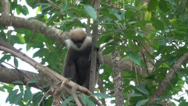 Monkey Tree Jungle Sri Lanka — Stock Video