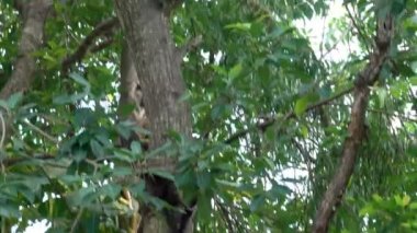 Sri Lanka ormanlarında bir maymun bir ağacın iner