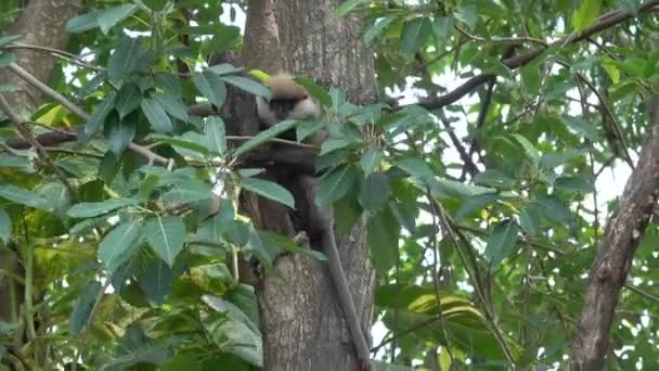 Monkey Tree Jungle Sri Lanka — Stock Video