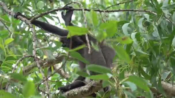 Mono Come Frutos Secos Árbol Las Selvas Sri Lanka — Vídeos de Stock