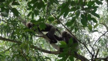 Sri Lanka ormanında bir ağaç üzerinde iki sevgi dolu maymunlar