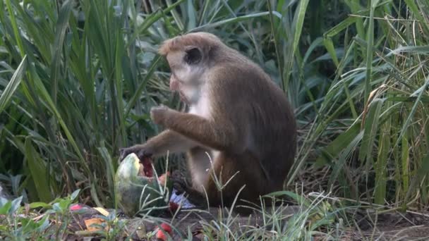 Monkey Äter Vattenmelon Soptipp Sri Lanka — Stockvideo
