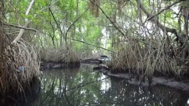 Tekne Sri Lanka ormanlarında tropikal bir mangrov ormanı ile bir nehir üzerinde hareket eder. Pov bir tekneden