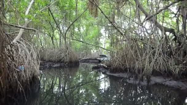 Boat Moves River Tropical Mangrove Forest Jungles Sri Lanka Pov — Stock Video