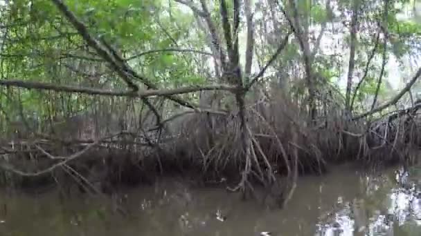 Le bateau se déplace sur une rivière à travers une forêt tropicale de mangroves dans les jungles du Sri Lanka. POV depuis un bateau 