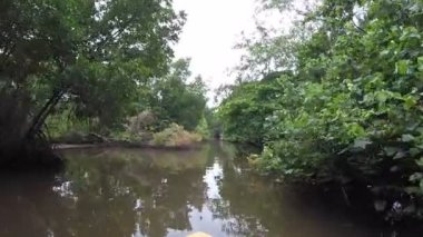 Tekne Sri Lanka ormanlarında tropikal bir mangrov ormanı ile bir nehir üzerinde hareket eder. Pov bir tekneden