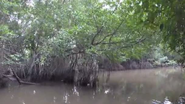 ボートはスリランカのジャングルの熱帯マングローブ林を通って川の上を移動します ボートからポブ — ストック動画