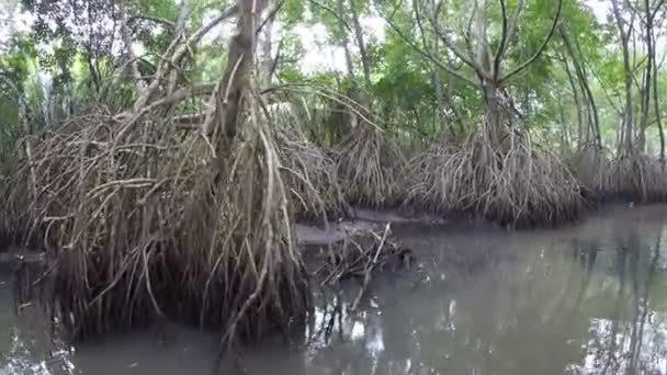 Barca Muove Fiume Attraverso Una Foresta Mangrovie Tropicali Nelle Giungle — Video Stock