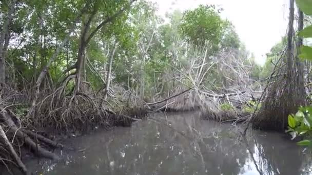 船在一条河上通过斯里兰卡丛林中的热带红树林 从船上的Pov — 图库视频影像