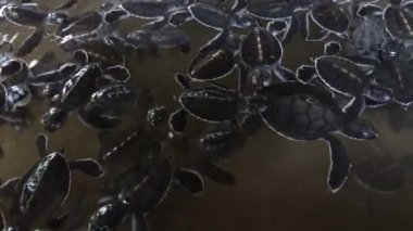 Kuluçka havuzunda yüzen bir grup küçük yavru kaplumbağa. Deniz Kaplumbağası Kurtarma Merkezi. Sri Lanka Kaplumbağa çiftliği